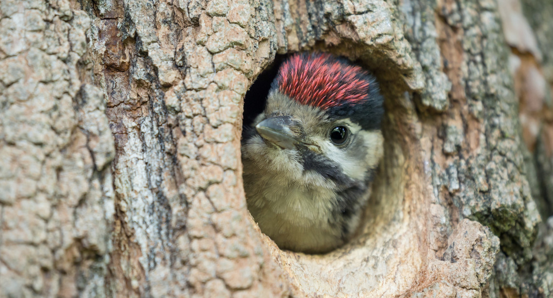 Lieblicher Grünspecht der aus seiner Baumhöhle guckt und Namensgeber dieser neuen Mietwohnungsanlage in Dietersdorf bei Hollabrunn ist
